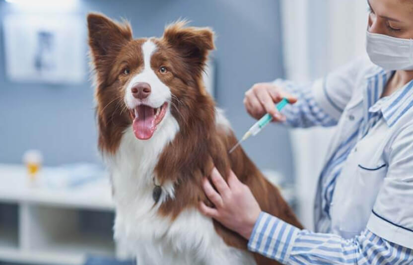 владелец проверяет паспорт или смотрит график прививок